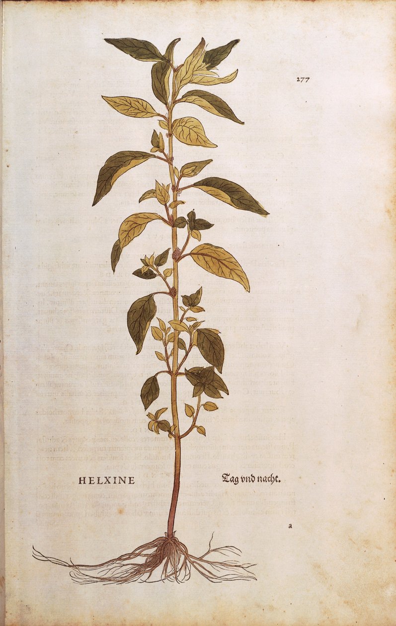 Pellitory-of-the-wall or lichwort - Parietaria officinalis (Helxine) by Leonhart Fuchs from De historia stirpium commentarii insignes (Notable Commentaries on the History of Plants) colored engraving. 作者 莱昂哈德·福克斯