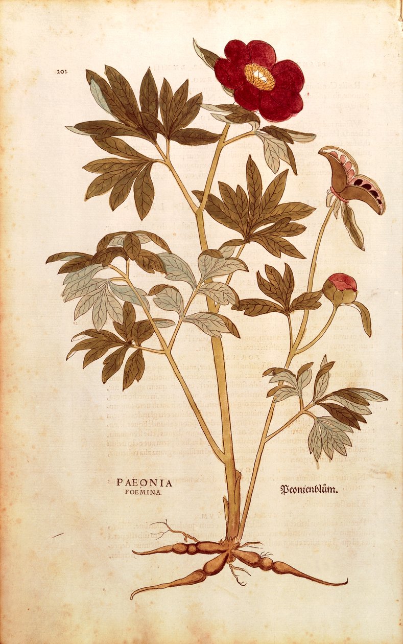 牡丹--芍药（Paeonia foemina），作者Leonhart Fuchs来自De historia stirpium commentarii insignes（《植物史上的重要评论》），彩色雕刻。 作者 莱昂哈德·福克斯