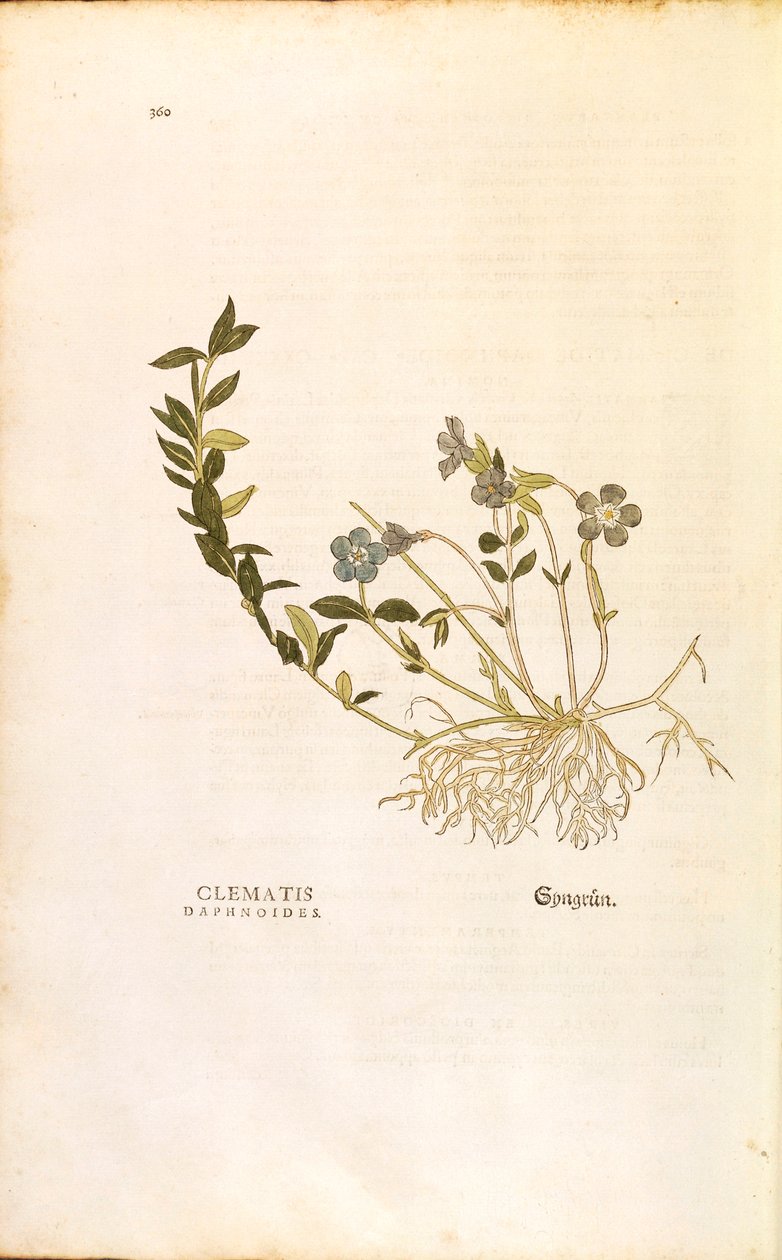长春花--小长春花（Clematis daphnoides），作者Leonhart Fuchs，来自《De historia stirpium commentarii insignes》（《植物历史的重要评论》），彩色雕刻。 作者 莱昂哈德·福克斯