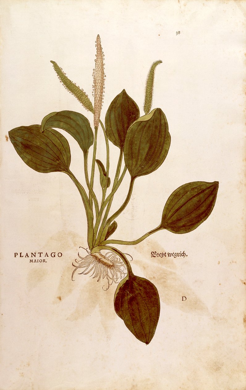 车前草（Plantago major），作者Leonhart Fuchs，来自De historia stirpium commentarii insignes（关于植物历史的著名评论）彩色雕刻。 作者 莱昂哈德·福克斯