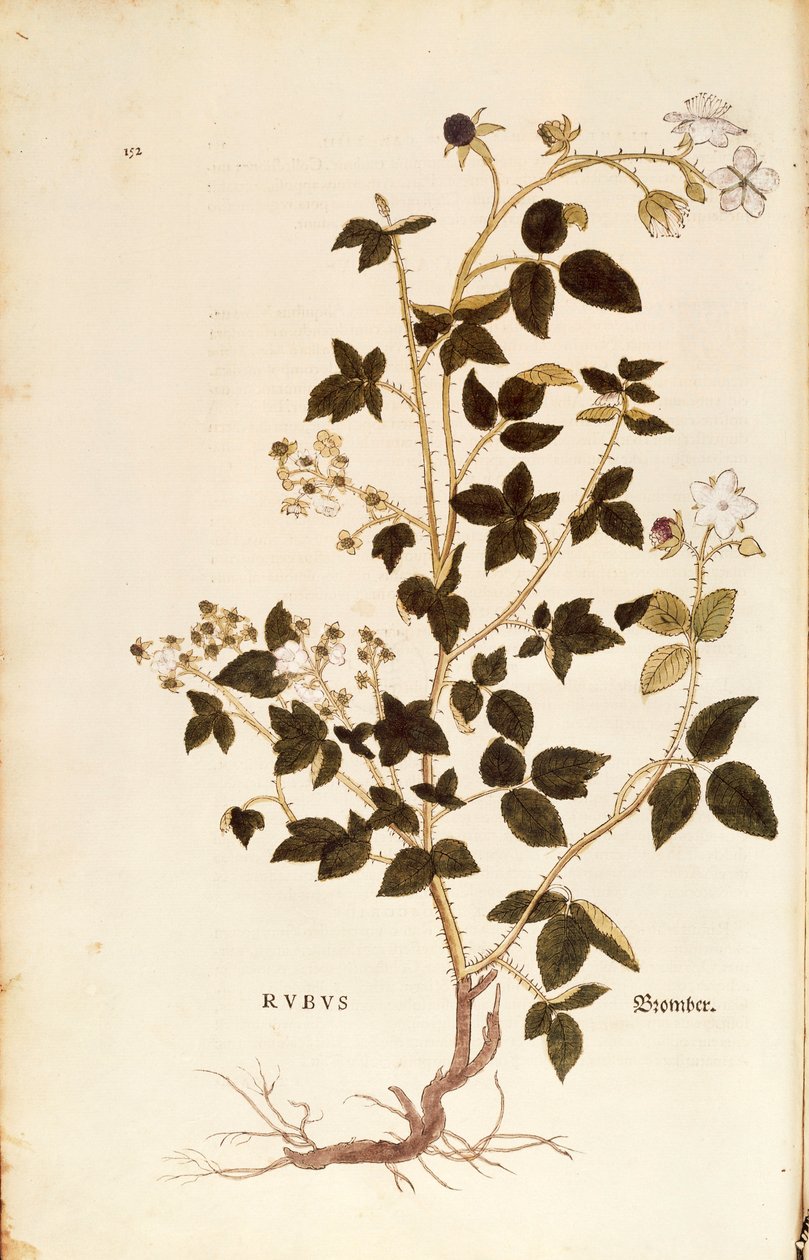 图版。莱昂哈特-富克斯的《植物史上的重要评论》中的露兜树（Rubus），彩色版画 作者 莱昂哈德·福克斯