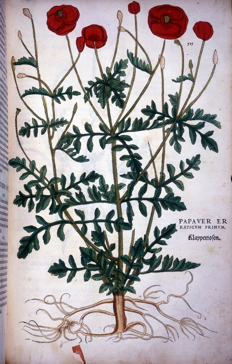 罂粟花 - 在“植物评论徽章的历史，......”作者 Leonhart Fuchs 作者 莱昂哈德·福克斯
