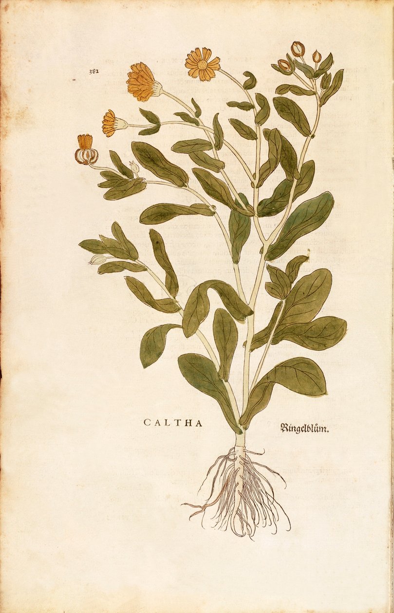 盆栽万寿菊--Calendula officinalis（Caltha），作者Leonhart Fuchs来自De historia stirpium commentarii insignes（《植物史上的重要评论》）的彩色雕刻。 作者 莱昂哈德·福克斯