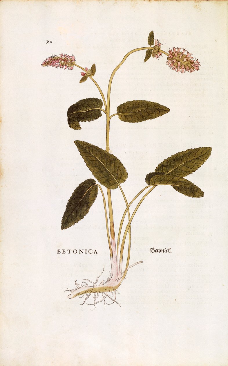 紫荆花或主教草--Stachys officinalis（Betonica），作者Leonhart Fuchs来自De historia stirpium commentarii insignes（《植物历史的著名评论》）彩色雕刻。 作者 莱昂哈德·福克斯