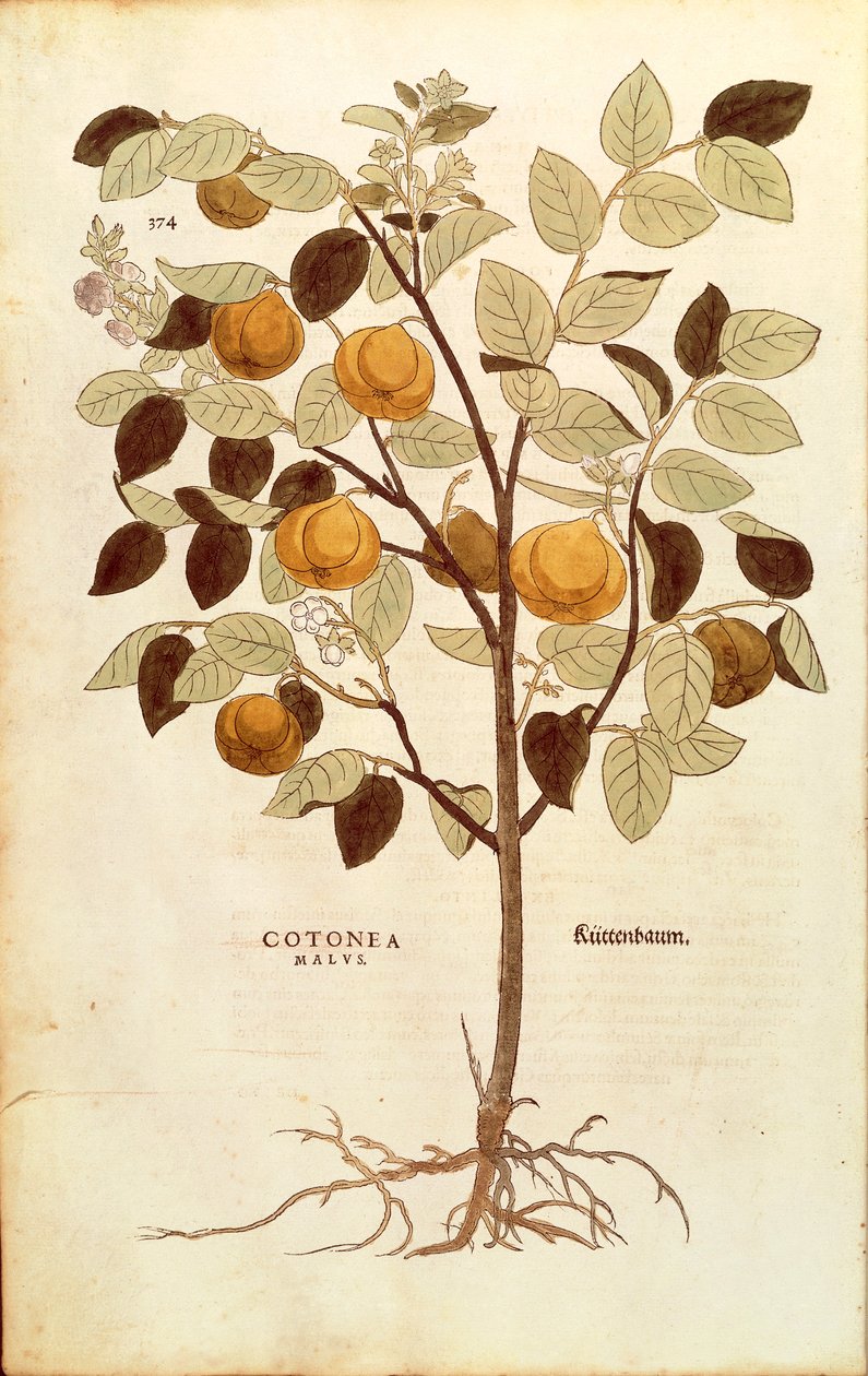 Quince - Cydonia oblonga (Cotonea malus) by Leonhart Fuchs from De historia stirpium commentarii insignes (Notable Commentaries on the History of Plants), colored engraving. 作者 莱昂哈德·福克斯