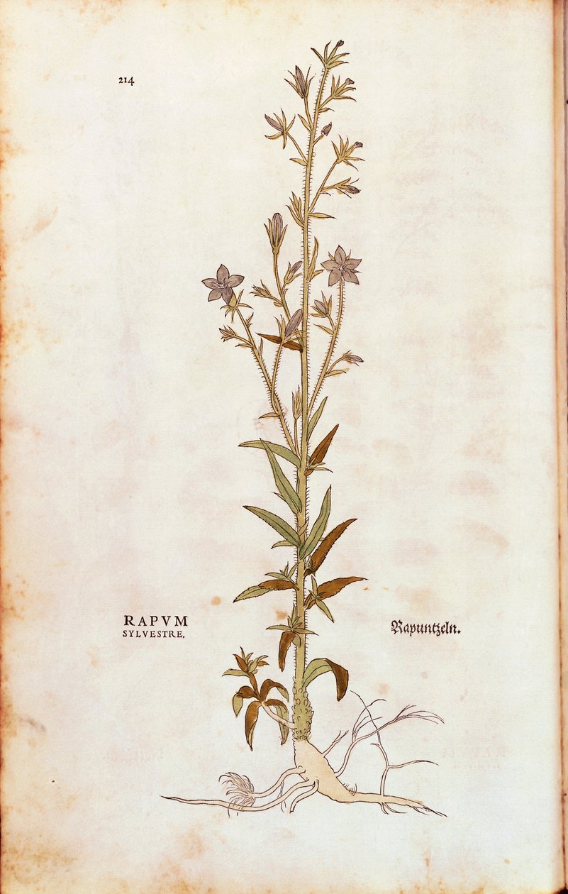 Rampion bellflower - Campanula rapunculus (Rapum sylvestre) by Leonhart Fuchs from De historia stirpium commentarii insignes (Notable Commentaries on the History of Plants) colored engraving. 作者 莱昂哈德·福克斯