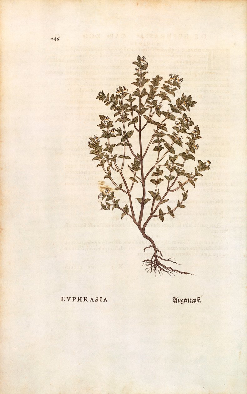 红眼草（Euphrasia officinalis），作者是Leonhart Fuchs，来自De historia stirpium commentarii insignes（《植物历史的著名评论》）的彩色雕刻版。 作者 莱昂哈德·福克斯