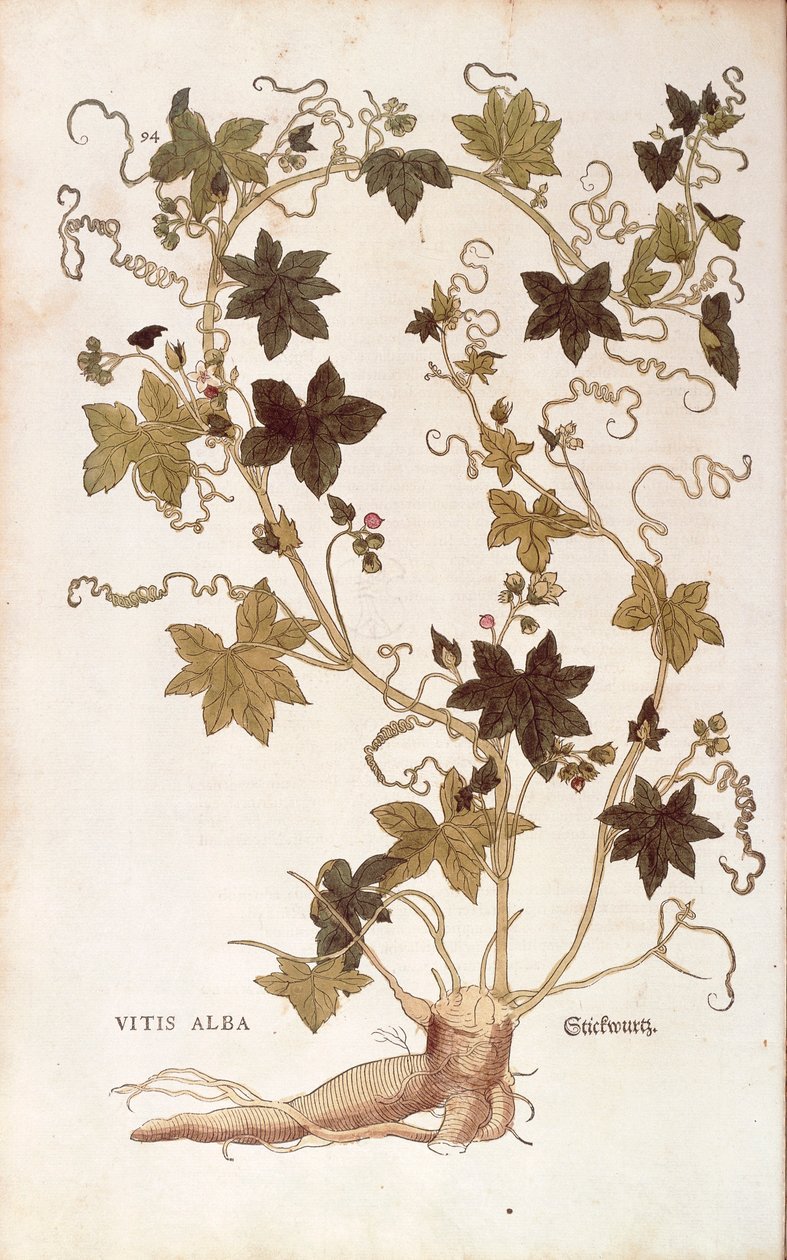 莱昂哈特-福克斯（Leonhart Fuchs）撰写的《植物史上的重要评论》（De historia stirpium commentarii insignes）中的红牡丹（Bryonia dioica），彩色雕刻 作者 莱昂哈德·福克斯