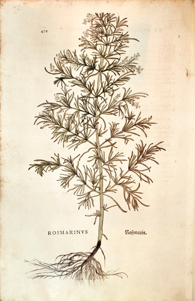 迷迭香，Rosmarinus Officinalis(Rosmarinus).彩色雕版画 作者 莱昂哈德·福克斯
