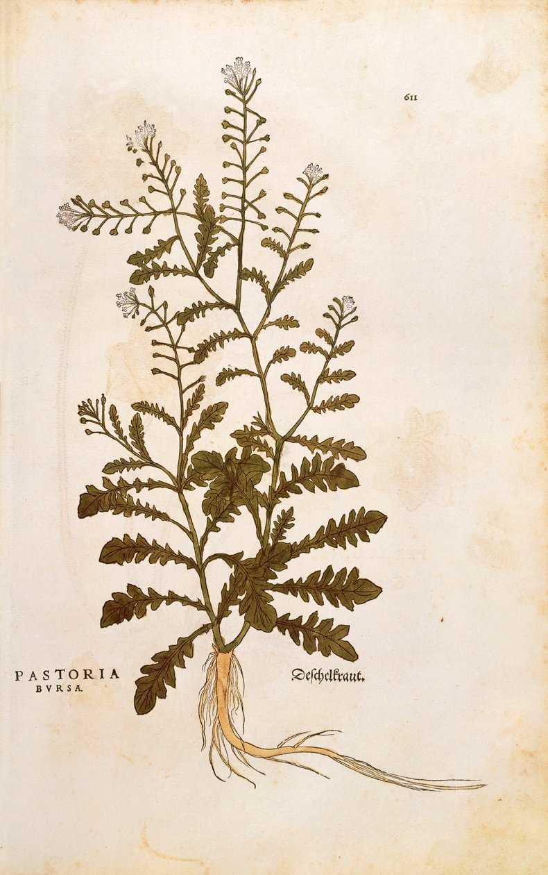 牧羊人的钱包--Capsella bursa-pastoris（Pastoria bursa），作者Leonhart Fuchs来自De historia stirpium commentarii insignes（关于植物历史的著名评论）的彩色雕刻版。 作者 莱昂哈德·福克斯