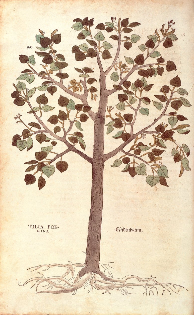 小叶椴--Tilia cordata（Tilia foemina），作者Leonhart Fuchs来自De historia stirpium commentarii insignes（《植物历史的著名评论》）的彩色雕刻。 作者 莱昂哈德·福克斯