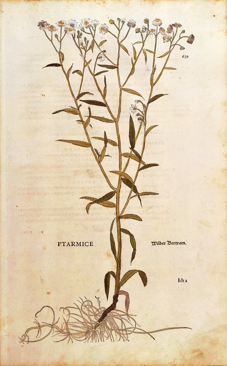 喷嚏草--Achillea ptarmica（Ptarmice），作者Leonhart Fuchs，来自De historia stirpium commentarii insignes（《植物史上的著名评论》）的彩色雕版。 作者 莱昂哈德·福克斯