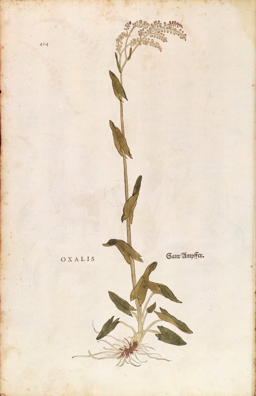 苏木或菠菜坞--Rumex acetosa (Oxalis)，作者Leonhart Fuchs，来自De historia stirpium commentarii insignes（《植物历史的著名评论》）的彩色版画。 作者 莱昂哈德·福克斯