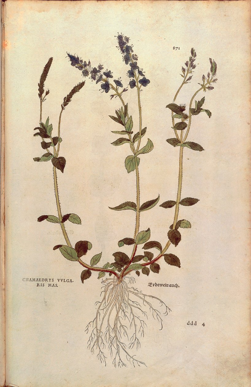 Speedwell - Veronica officinalis或Compact blue speedwell - Veronica allionii (Chamaedrys vulgaris mas) by Leonhart Fuchs from De historia stirpium commentarii insignes (Notable Commentaries on the History of Plants) colored engraving. 作者 莱昂哈德·福克斯