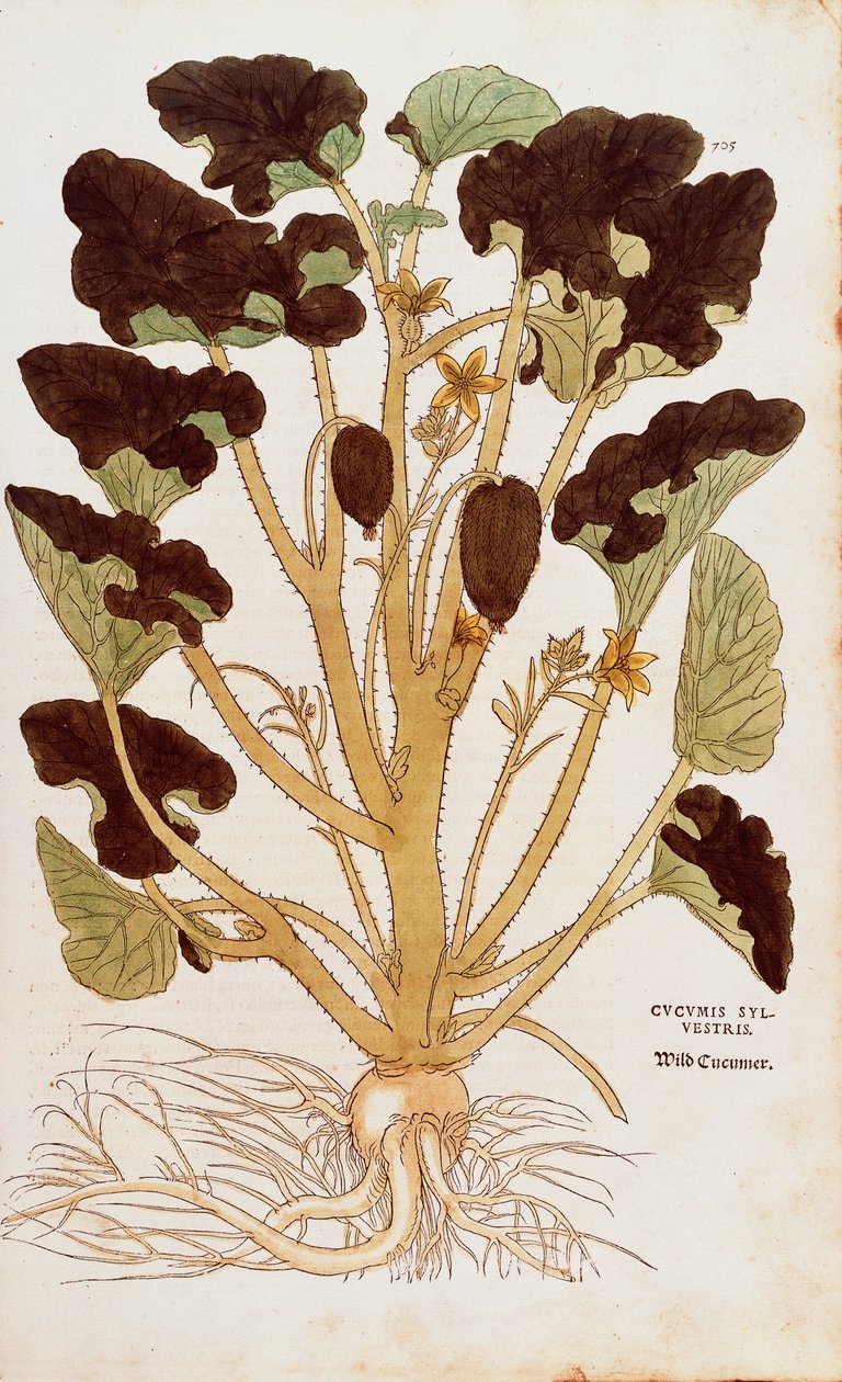 喷水黄瓜--Ecballium elaterium（Cucumis sylvestris），作者Leonhart Fuchs，来自De historia stirpium commentarii insignes（《植物历史的著名评论》）彩色雕刻。 作者 莱昂哈德·福克斯