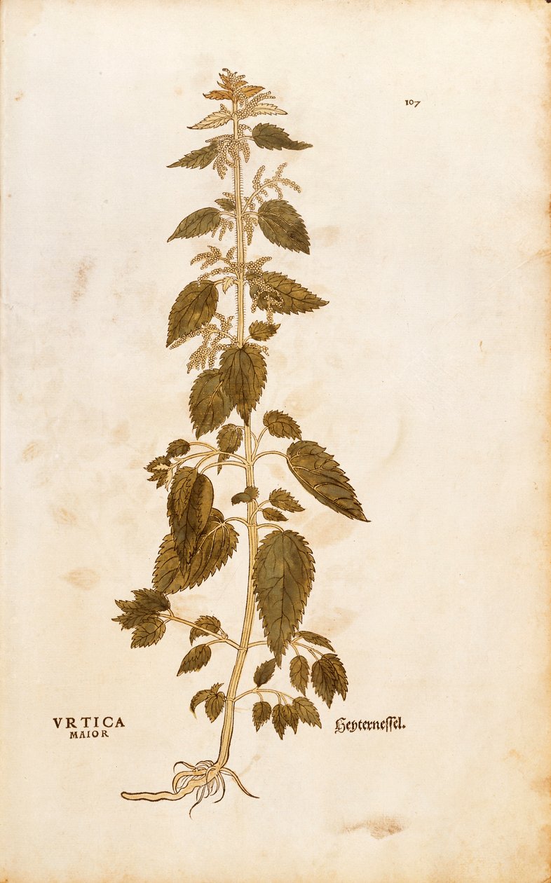 荨麻--Urtica dioica (Urtica maior)，作者Leonhart Fuchs，来自De historia stirpium commentarii insignes（《植物历史的著名评论》），彩色雕刻。 作者 莱昂哈德·福克斯