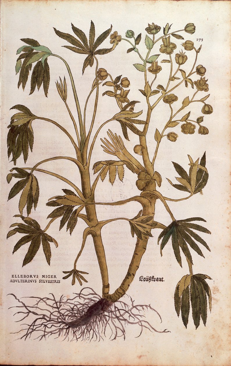 臭 Hellebore 或 Dungwort - Helleborus foetidus (Helleborus niger adulterinus sylvestris)，作者 Leonhart Fuchs，来自 De historia stirpium commentarii insignes（《植物历史的著名评论》），彩色雕刻。 作者 莱昂哈德·福克斯