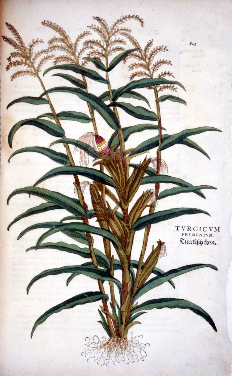 玉米--在Leonhart Fuchs的《De Historia Stirpium commentarii insignia》中 作者 莱昂哈德·福克斯