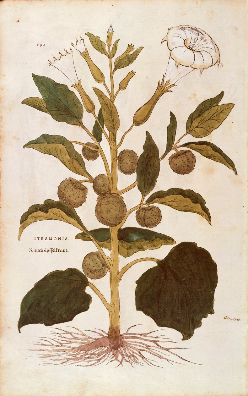 荆棘丛生的苹果--Datura stramonium（Stramonia），作者Leonhart Fuchs来自De historia stirpium commentarii insignes（《植物史上的著名评论》），彩色雕刻。 作者 莱昂哈德·福克斯