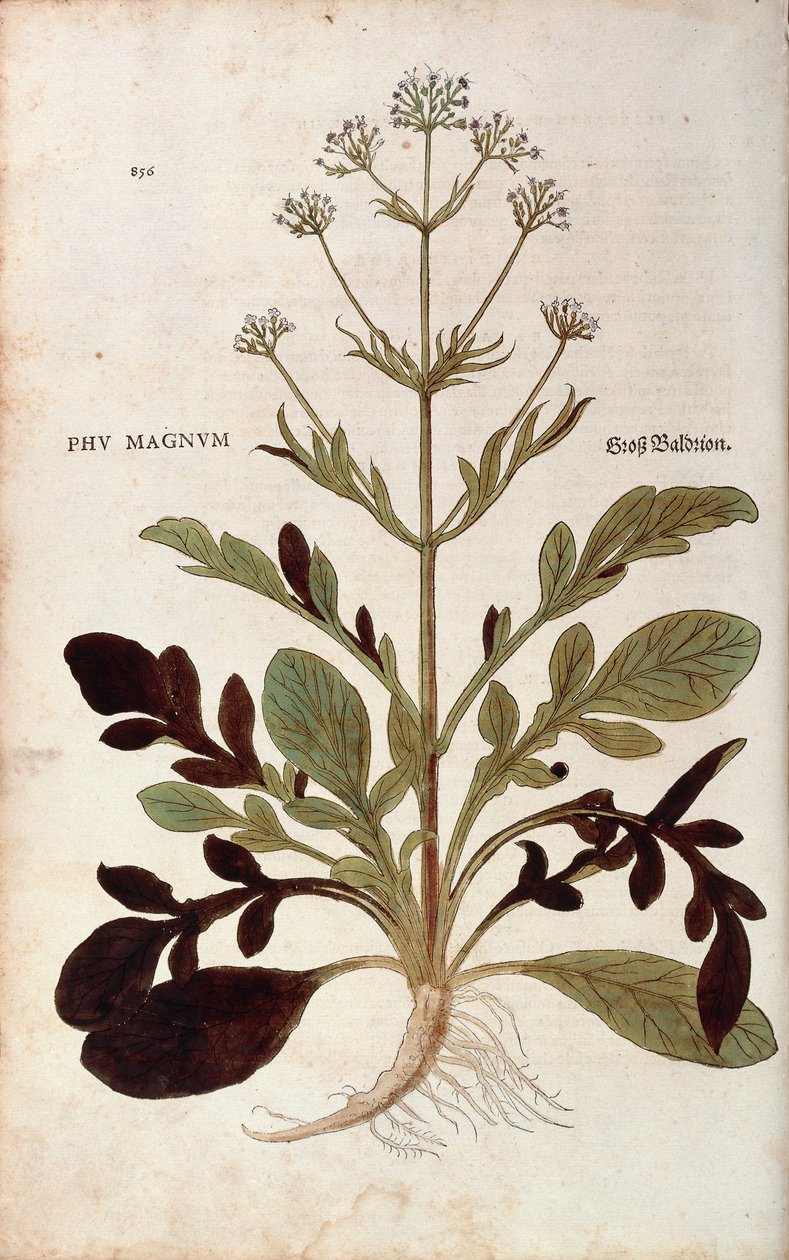 缬草--Valeriana officinalis (Phu magnum)，作者Leonhart Fuchs，来自De historia stirpium commentarii insignes（《植物历史的著名评论》）的彩色雕刻版。 作者 莱昂哈德·福克斯