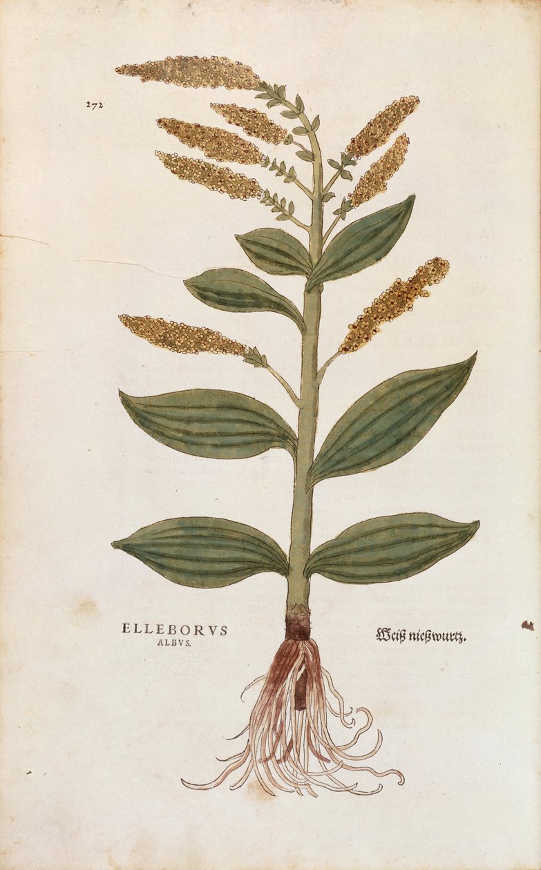 白鹤楼--Veratrum album（Elleborus albus），作者Leonhart Fuchs，来自De historia stirpium commentarii insignes（《植物历史的著名评论》），彩色雕刻。 作者 莱昂哈德·福克斯
