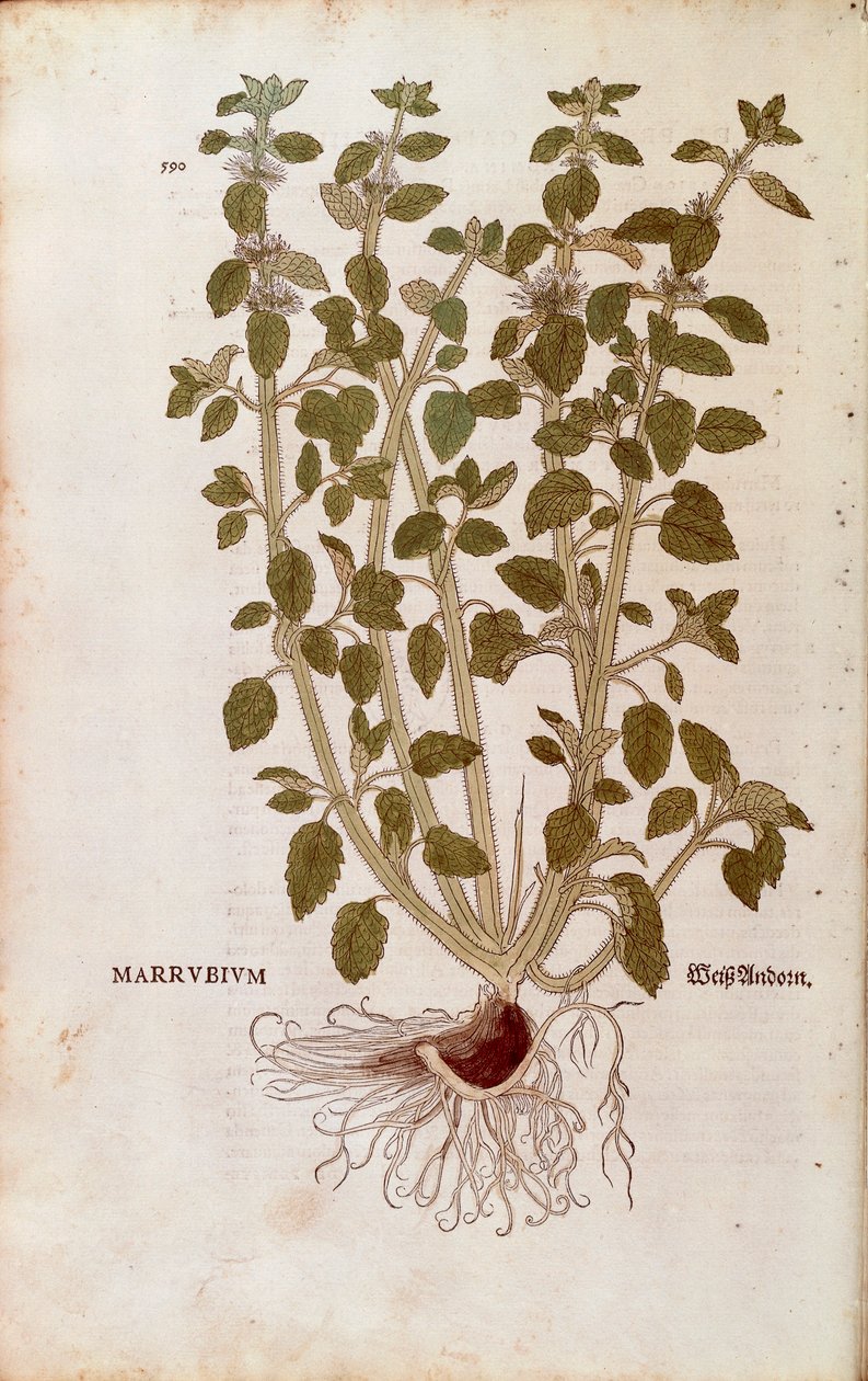 白藜芦醇（Marrubium vulgare），作者Leonhart Fuchs，来自De historia stirpium commentarii insignes（《植物历史的著名评论》）的彩色雕刻。 作者 莱昂哈德·福克斯