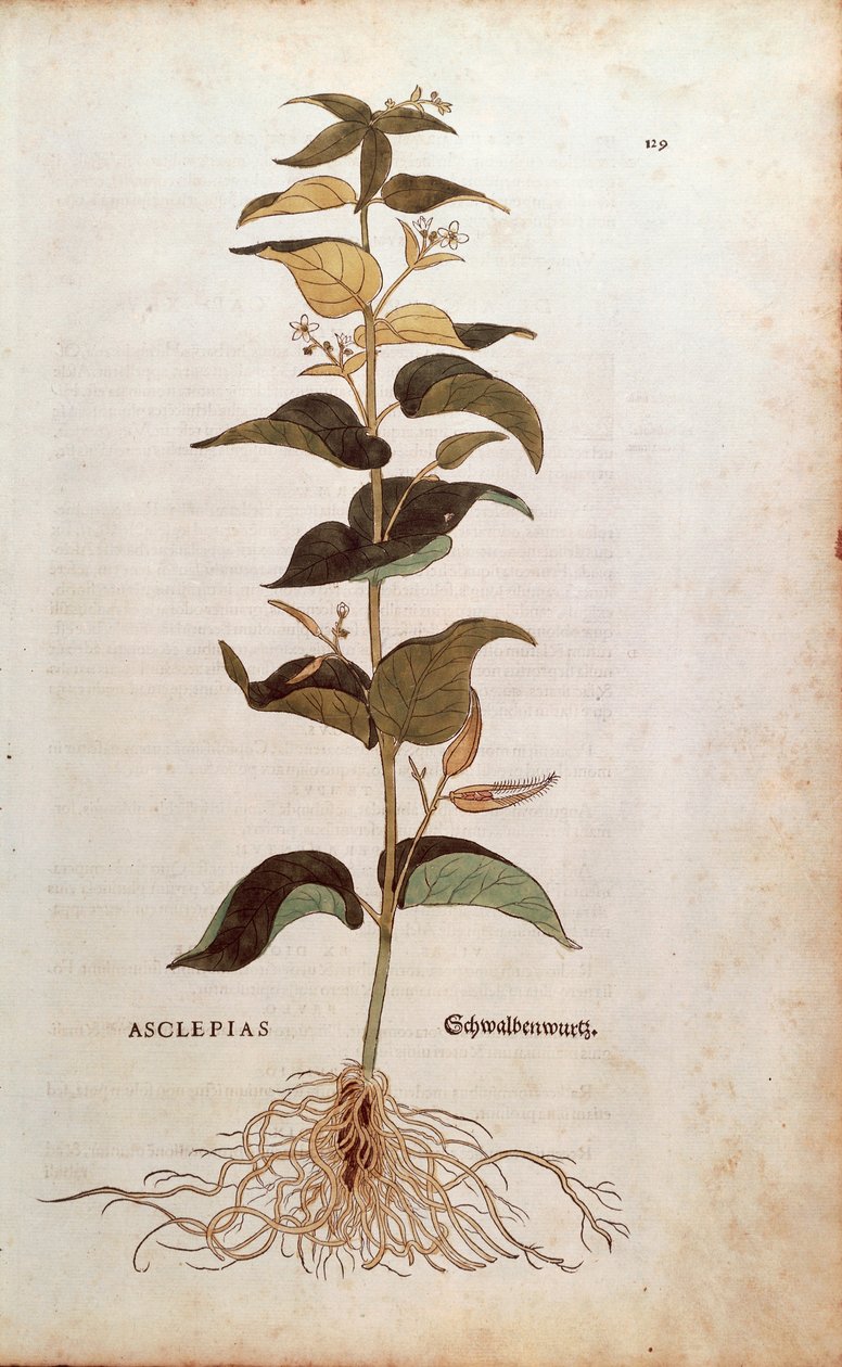 White Swallowwort - Cynchum vincetoxicum (Asclepias) by Leonhart Fuchs from De historia Stirpium commentarii insignes (Notable Commentaries on the History of Plants) 彩色雕刻 作者 莱昂哈德·福克斯
