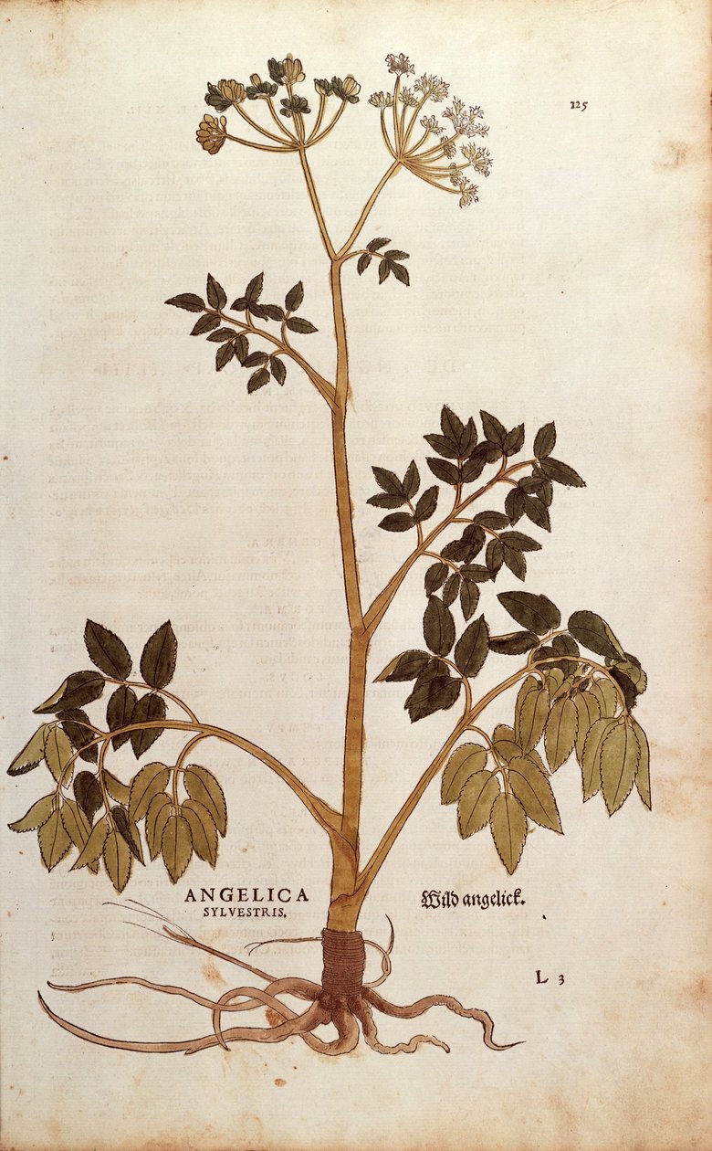 野生当归 (Angelica sylvestris) by Leonhart Fuchs from De historia Stirpium commentarii insignes (Notable Commentaries on the History of Plants) 彩色雕刻 作者 莱昂哈德·福克斯