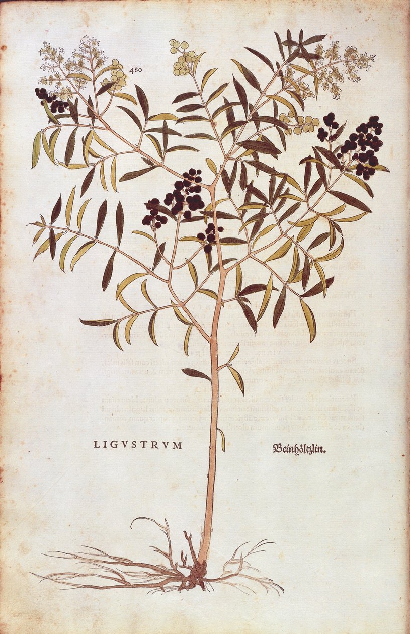野生女贞（Ligustrum vulgare），作者Leonhart Fuchs，来自De historia stirpium commentarii insignes（《植物历史的著名评论》）的彩色雕刻。 作者 莱昂哈德·福克斯