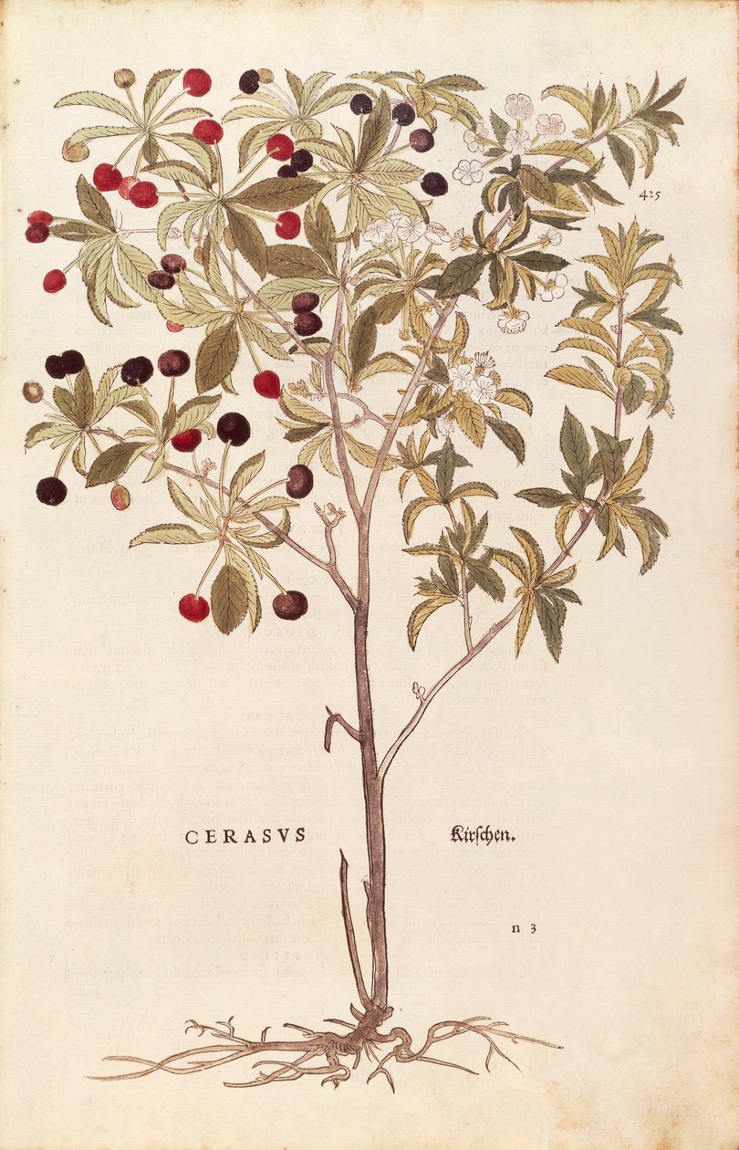 野樱桃--Prunus avium (Cerasus) by Leonhart Fuchs from De historia stirpium commentarii insignes (Notable Commentaries on the History of Plants) colored engraving. 作者 莱昂哈德·福克斯