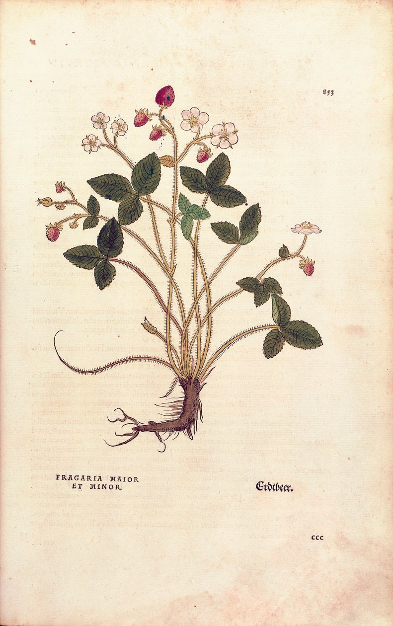 林地草莓--Fragaria vesca（Fragaria maior et minor），作者Leonhart Fuchs，来自De historia stirpium commentarii insignes（《植物历史的著名评论》），彩色雕刻。 作者 莱昂哈德·福克斯