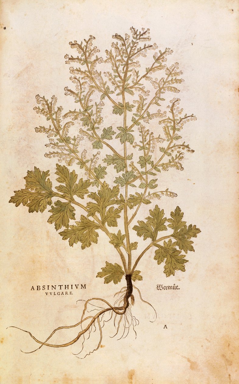 艾草--艾蒿（Absinthium vulgare），作者Leonhart Fuchs来自De historia stirpium commentarii insignes（《植物历史的著名评论》），彩色雕刻。 作者 莱昂哈德·福克斯