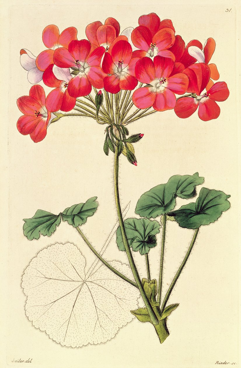 来自“新天竺葵种”的天竺葵，见1825-34 作者 利奥波德·特拉蒂尼克