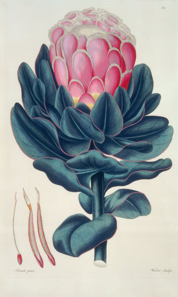 Protea speciosa, Perigonia pistillum (pl.12) from "Thehesaurus Botanicus". 作者 利奥波德·特拉蒂尼克