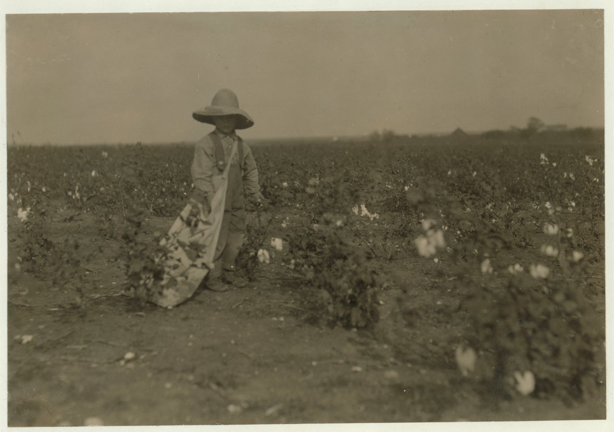 5岁的Willie Hesse每天在父母占地80英亩的农场挑选15磅棉花，1913年在德克萨斯州西部附近 作者 刘易斯·威克斯·海恩