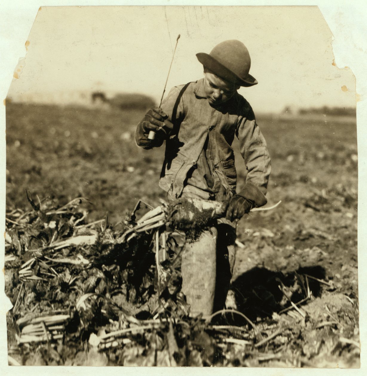 1915年，在科罗拉多州斯特林附近“拉钩”他的膝盖后，7岁的亚历克斯雷柏进行了顶级甜菜 作者 刘易斯·威克斯·海恩