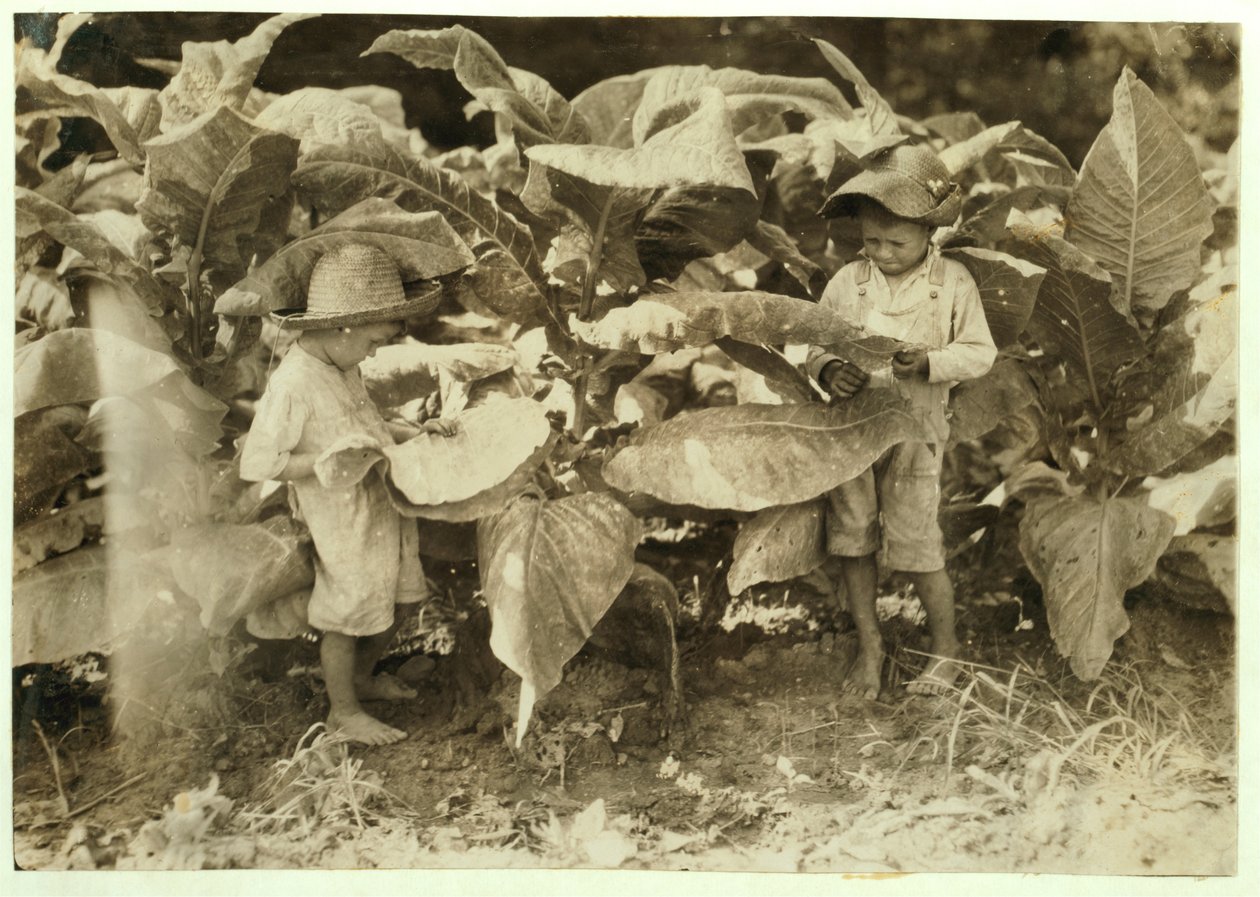 Amos 6和Horace 4蠕虫和吸盘烟草全天为他们的父亲John Neal在1916年肯塔基州Albaton的Warren县 作者 刘易斯·威克斯·海恩