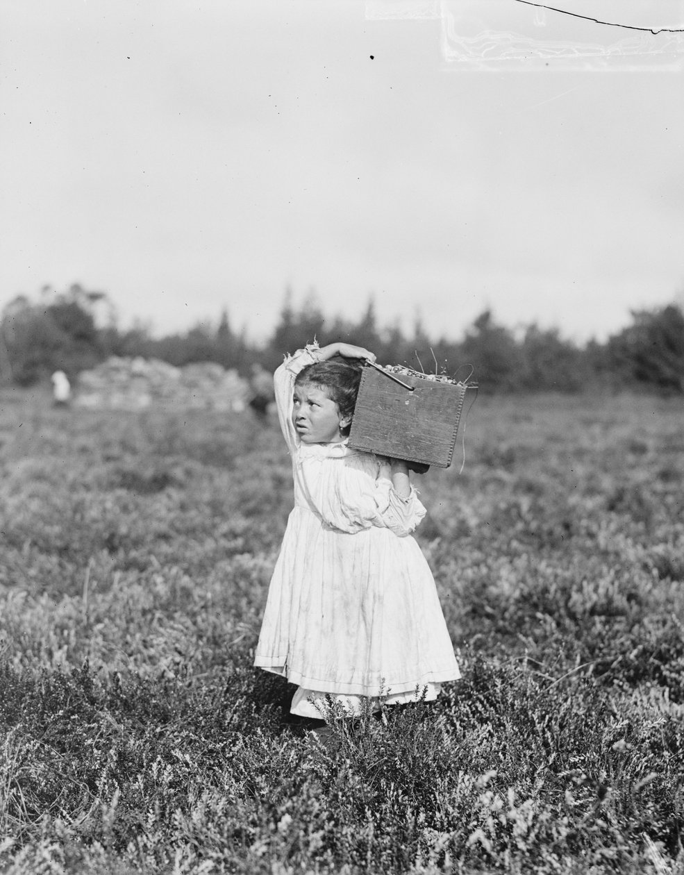 来自费城的八岁的Jennie Camillo在1910年新泽西州彭伯顿附近的土耳其城Theodore Budd&39;s Bog采摘蔓越莓 作者 刘易斯·威克斯·海恩