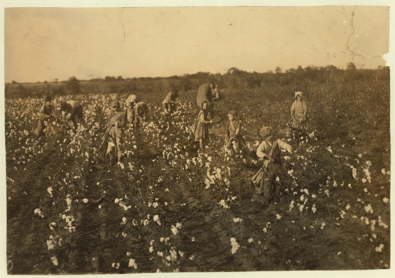 家庭在1913年德克萨斯州麦金尼附近采摘棉花 作者 刘易斯·威克斯·海恩