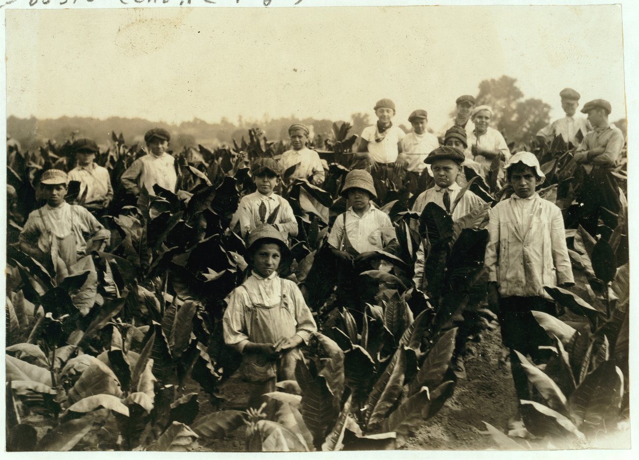 古德里奇烟草农场，1917年，康涅狄格州吉尔德斯利附近 作者 刘易斯·威克斯·海恩