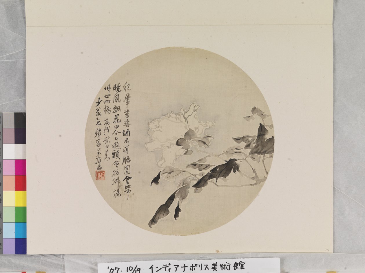 白牡丹 作者 连玉