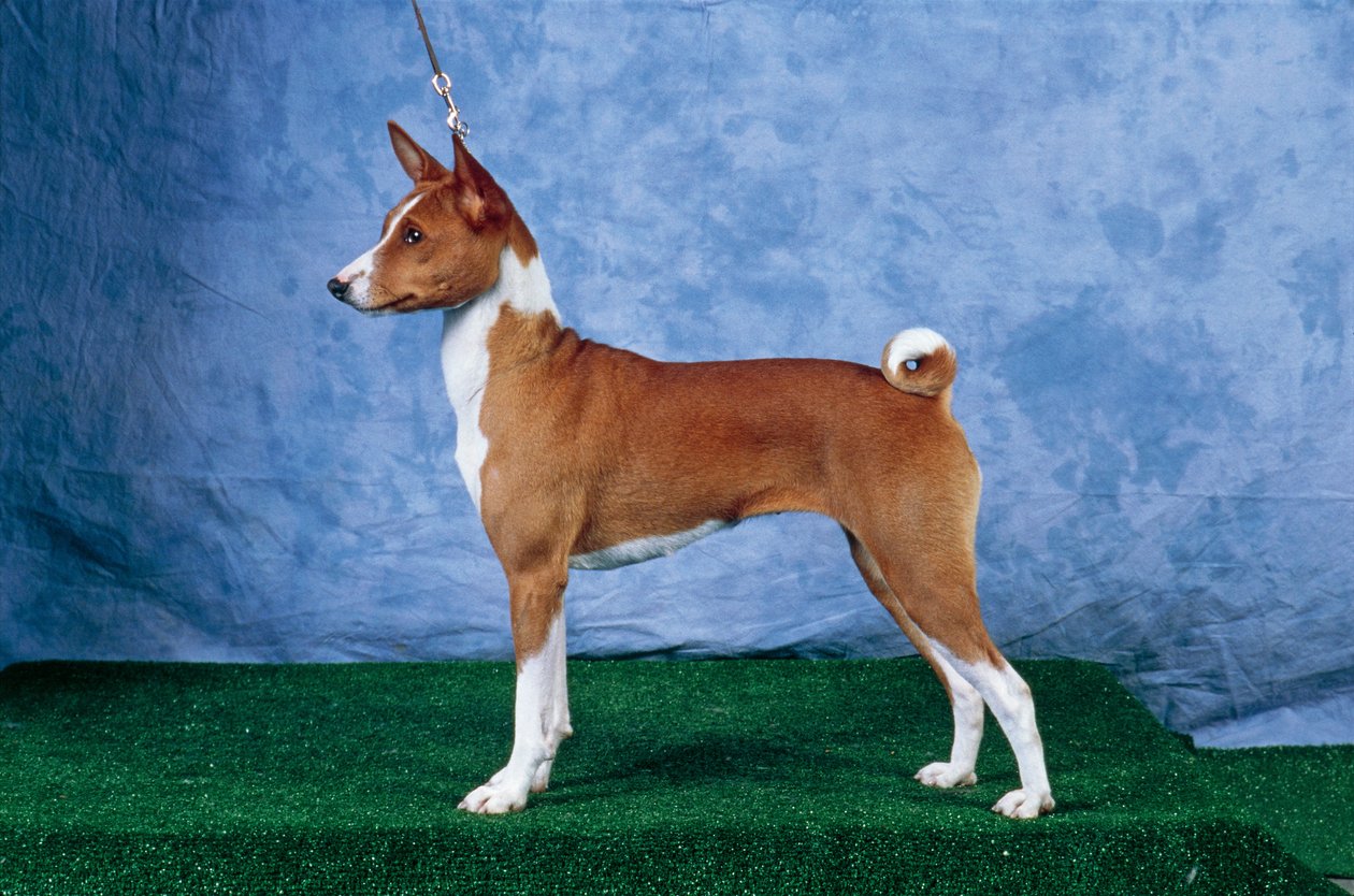 巴仙吉犬（照片） 作者 未知未知