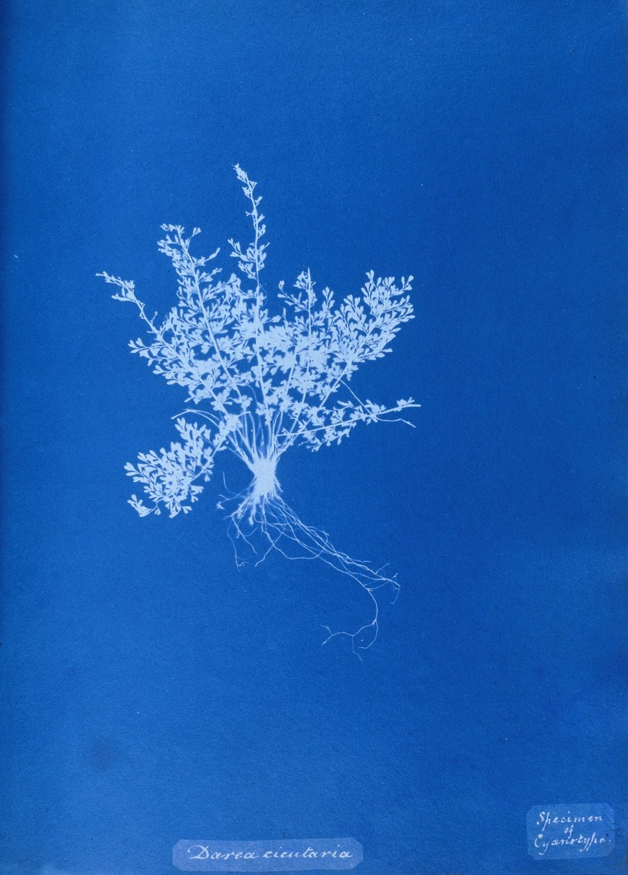 Cyanotype of British fern 作者 未知未知