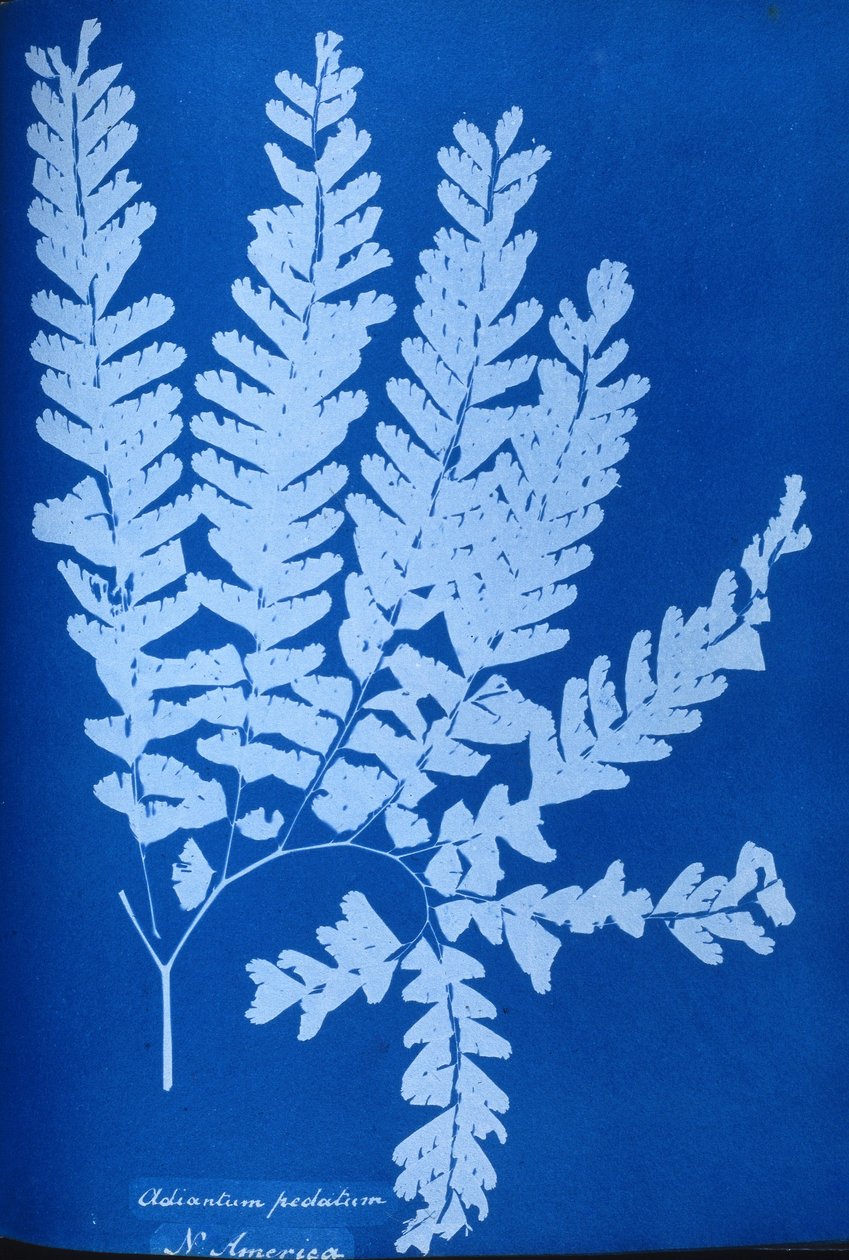 北美蕨类植物Adiantum pedatum的青色照片 作者 未知未知