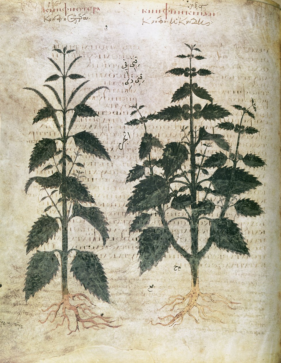 草药 荨麻（orties），6世纪 作者 未知未知
