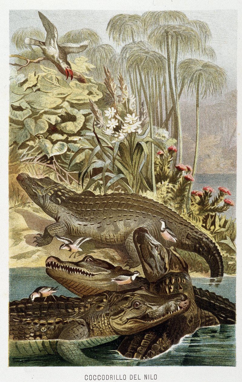 Nile Crocodiles (crocodilus nicoticus) - in “La Vita degli animali” by A.E. Brehm, Torino 作者 未知未知