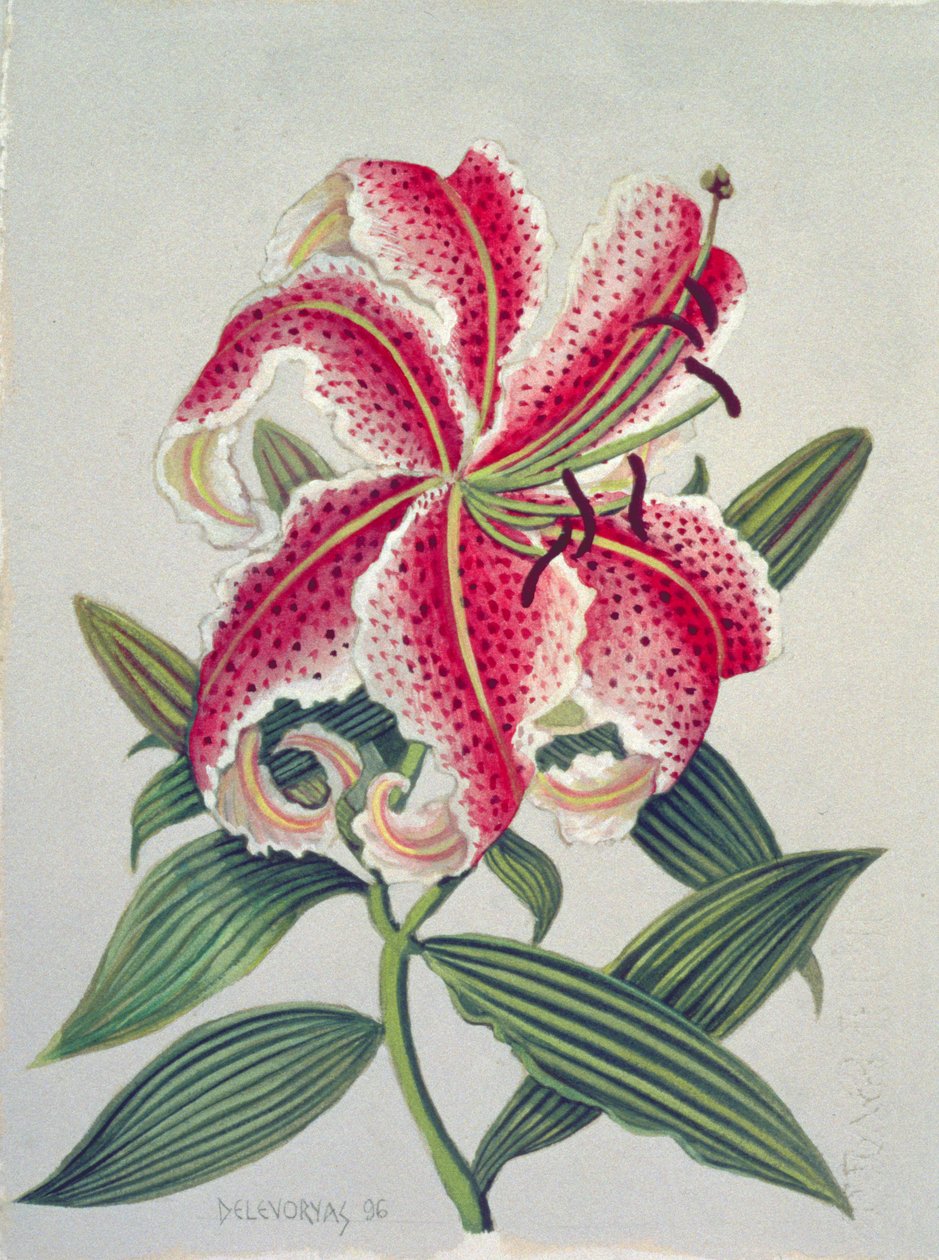 植物百合，1996年（纸上wc） 作者 莉莲·迪瓦里阿