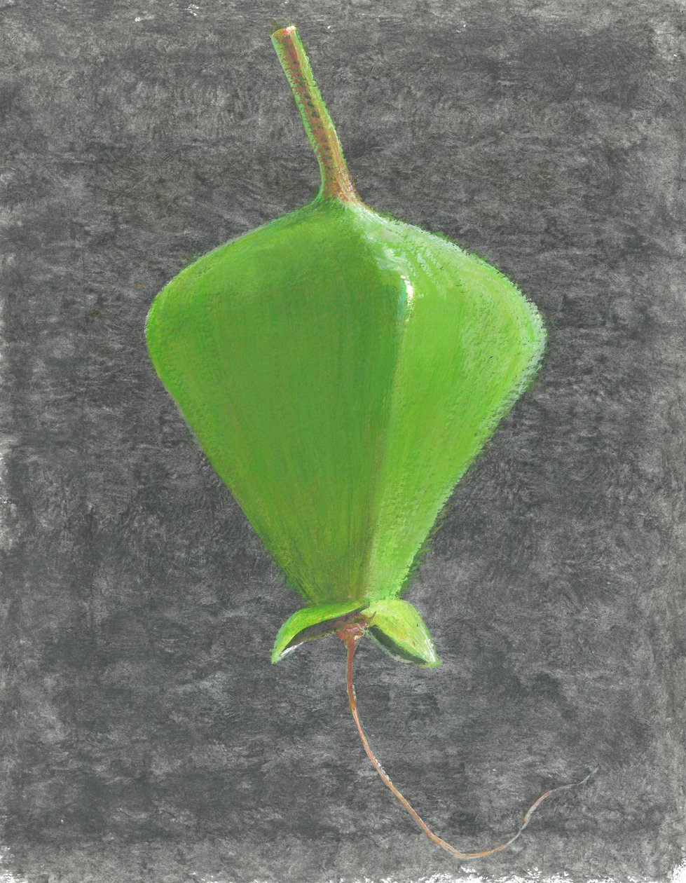 Barringtonia Acutangula（纸上丙烯酸） 作者 林肯·塞利格曼