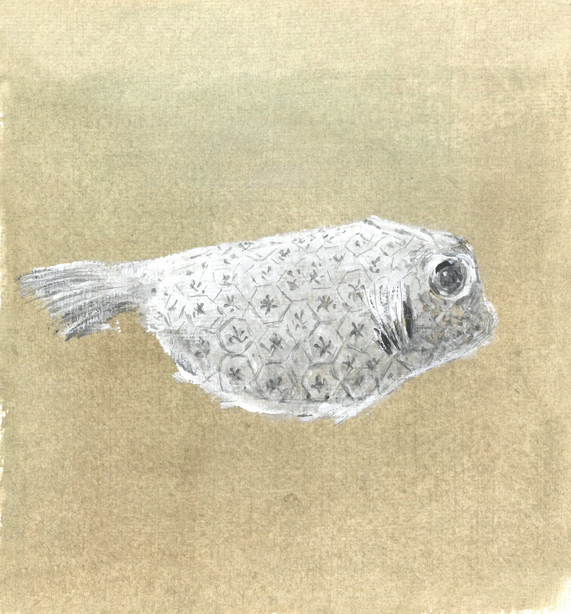 盒鱼，斯里兰卡，2015年 作者 林肯·塞利格曼