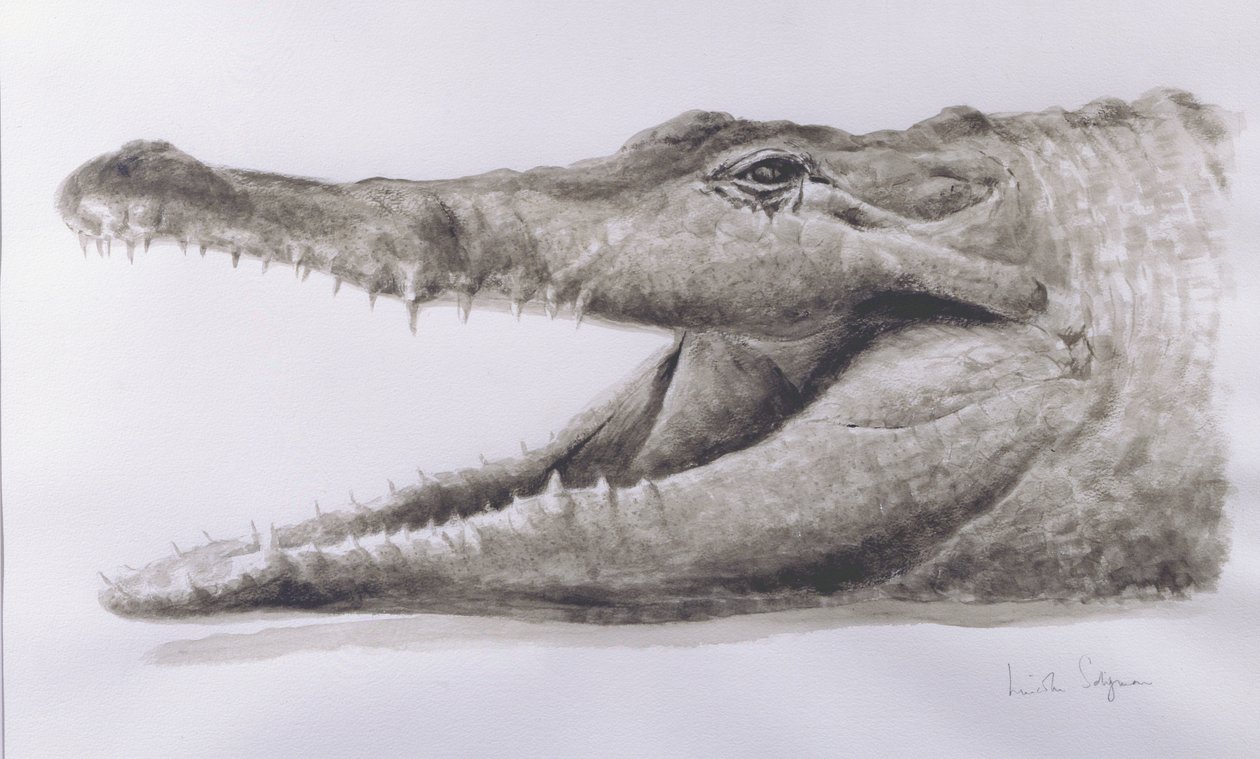 Crocodile，2005（丙烯酸） 作者 林肯·塞利格曼